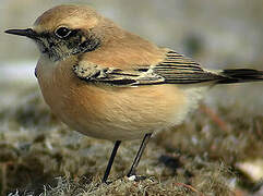 Desert Wheatear