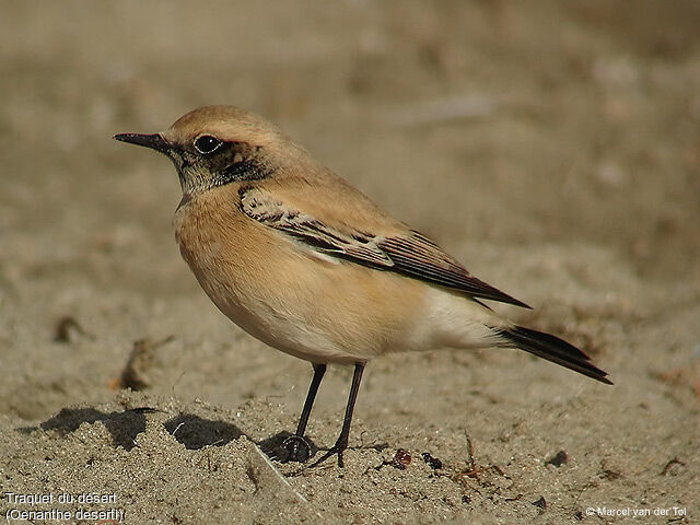 Desert Wheatear