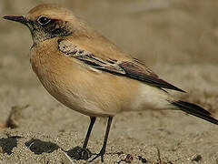 Desert Wheatear