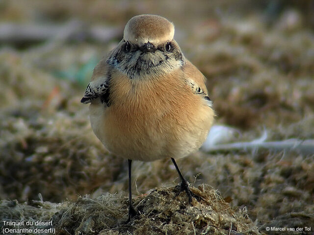 Desert Wheatear