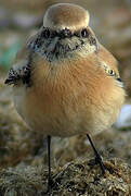 Desert Wheatear