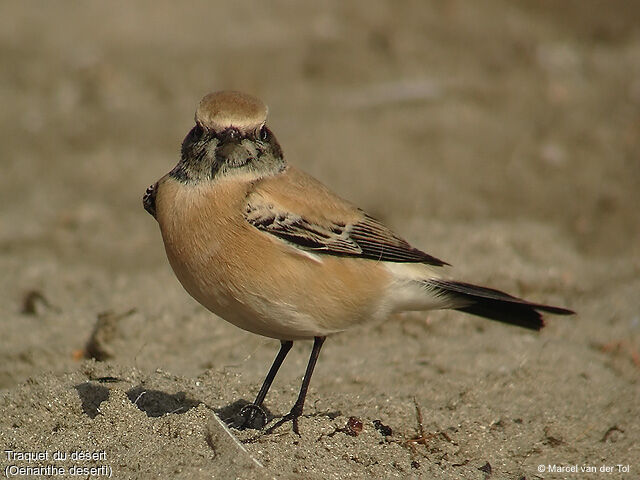 Desert Wheatear