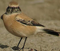 Desert Wheatear