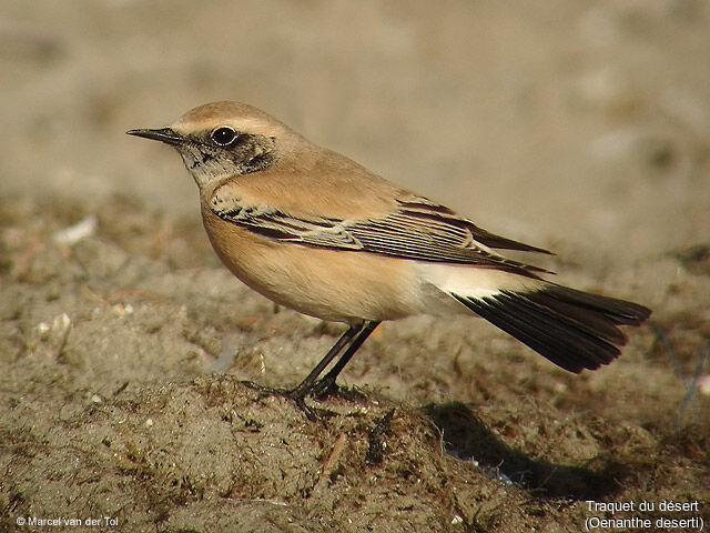 Desert Wheatear