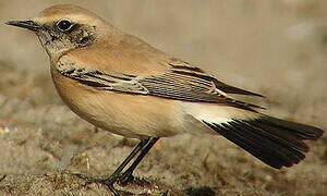 Desert Wheatear