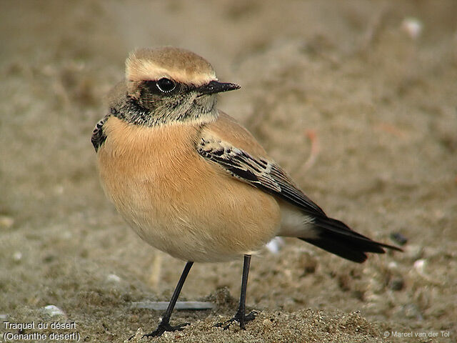 Desert Wheatear