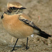 Desert Wheatear