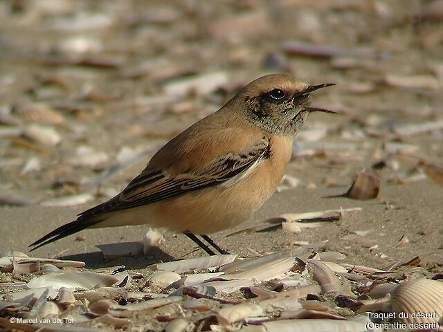 Desert Wheatear