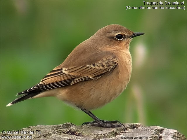 Northern Wheatear (leucorhoa)