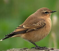 Northern Wheatear (leucorhoa)