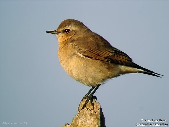 Northern Wheatear