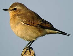 Northern Wheatear