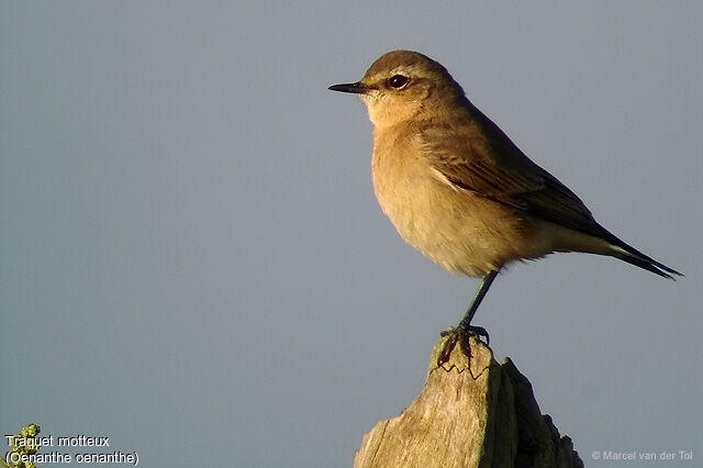 Northern Wheatear