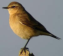 Northern Wheatear