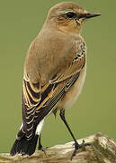 Northern Wheatear