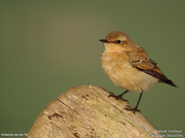 Northern Wheatear