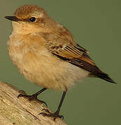 Northern Wheatear