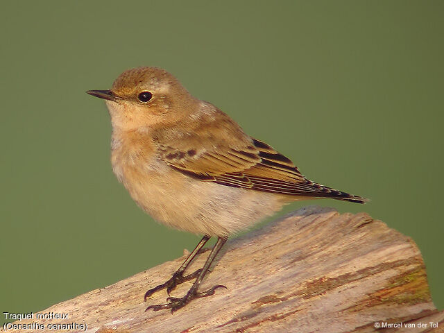 Northern Wheatear