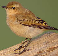 Northern Wheatear