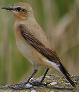 Northern Wheatear