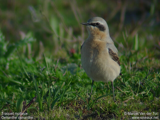 Northern Wheatear male adult