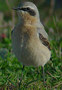 Northern Wheatear