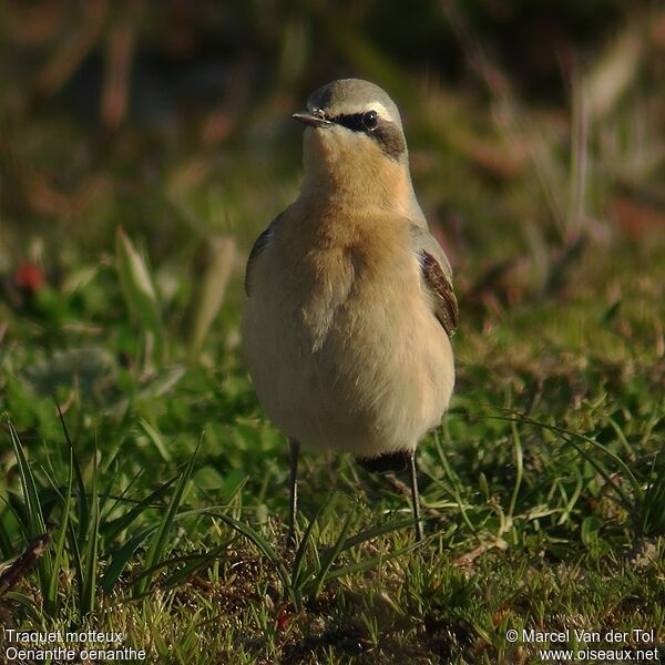 Northern Wheatear male adult