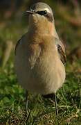 Northern Wheatear