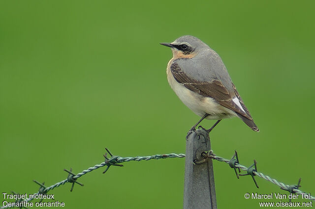 Northern Wheatear male adult