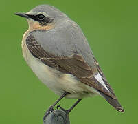 Northern Wheatear