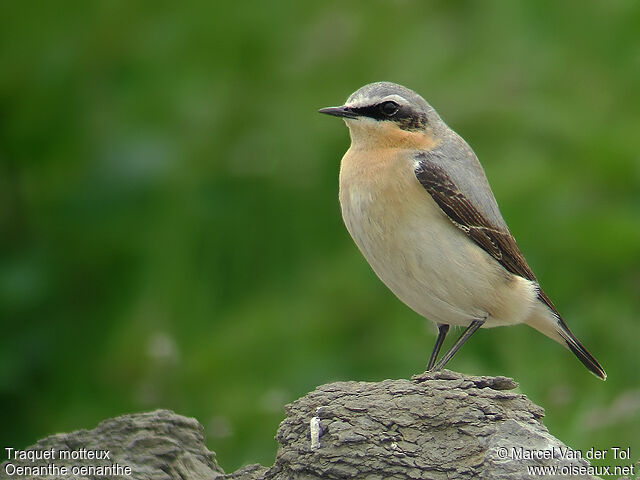 Northern Wheatear male adult