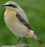 Northern Wheatear