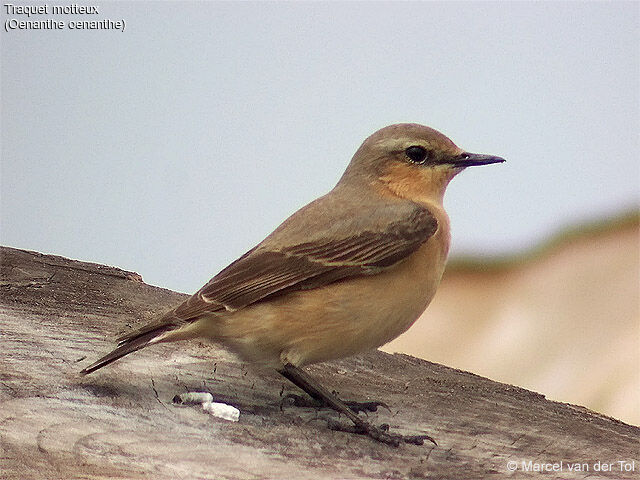 Northern Wheatear