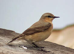 Northern Wheatear