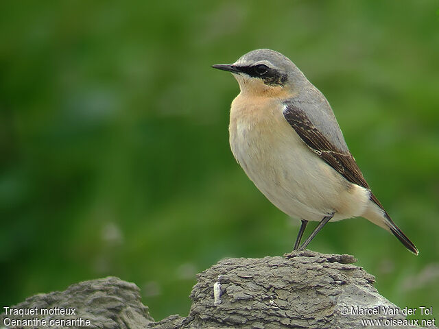 Northern Wheatear male adult