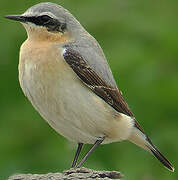 Northern Wheatear