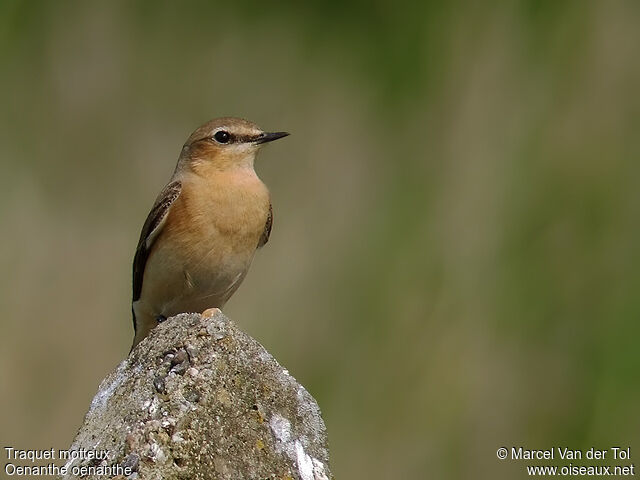 Northern Wheatear female adult