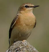 Northern Wheatear