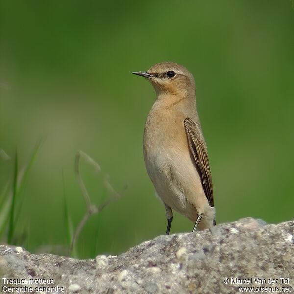 Northern Wheatear female adult