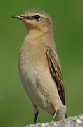 Northern Wheatear