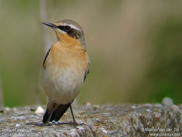 Northern Wheatear male adult