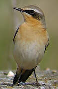 Northern Wheatear