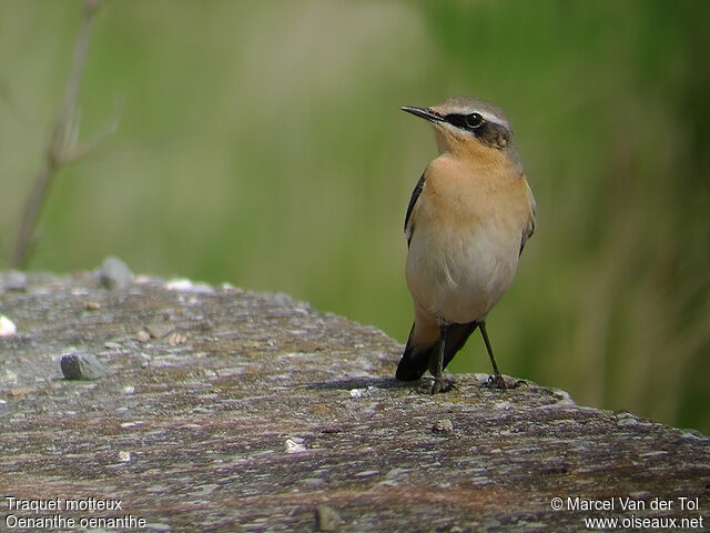 Northern Wheatear male adult