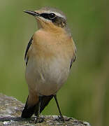 Northern Wheatear