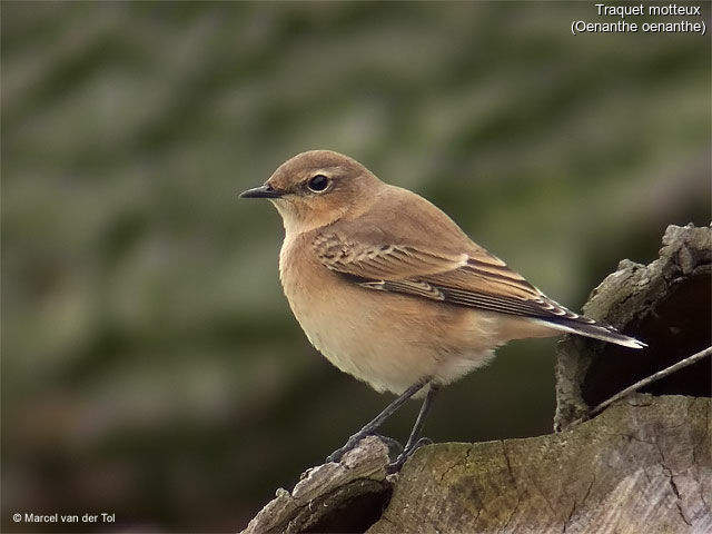 Northern Wheatear