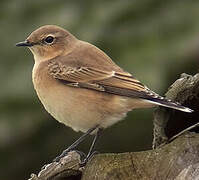 Northern Wheatear