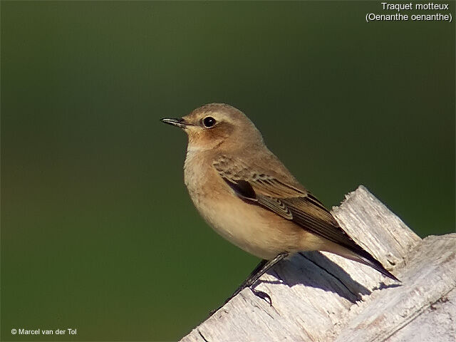 Northern Wheatear