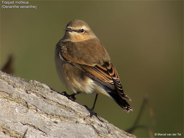 Northern Wheatear