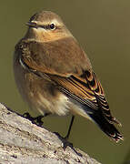 Northern Wheatear