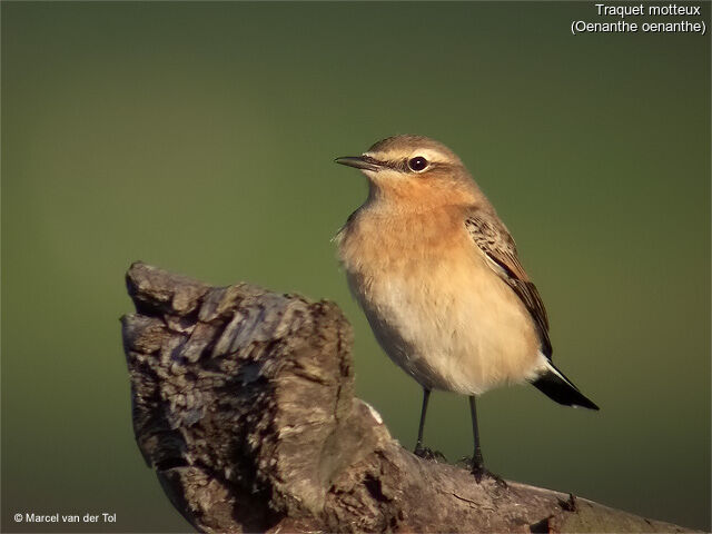 Northern Wheatear